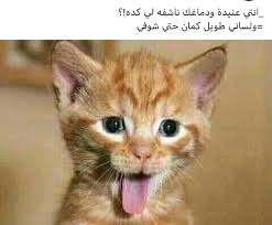 Pin By Shadia On ضحك Funny Arabic Funny Funny Reaction Pictures Funny Qoutes