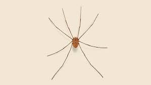 Daddy Longlegs | How to Identify Harvestman Spiders | Orkin