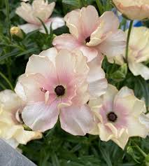 Image result for Ranunculus raeae