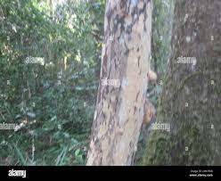 Image result for Ochna arborea