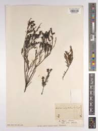 Image result for Centemopsis filiformis