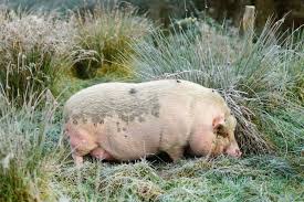Raising Pigs From A To Z The Homesteading Hippy Raising Pigs Pig Pig Farming