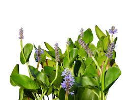 Image result for Pontederiaceae