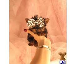 They offer puppies for sale in pa, ohio and more. Teacup Puppies Pets And Animals For Sale Ohio