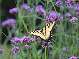 Il est troublant, j'ai souvent eu l'impression d'être une voyeuse face à maya, à son histoire, à ce jardin des papillons. Attirer Les Papillons Au Jardin
