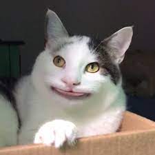 Polite Cat Ollie Polite Cat Olli Twitter