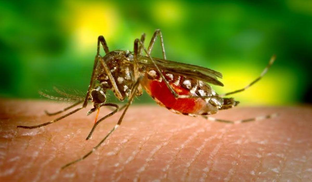 MosquitoPest Control product image