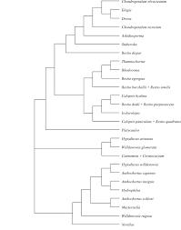 Image result for Trachypogon chevalieri
