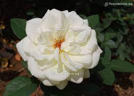 100 White Color Flowers Name With Detailed Information Flowers Flower Names Color