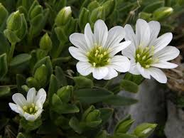 Image result for Cerastium afromontanum