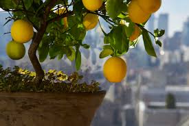 For peak performance — from blooms to fruit — your indoor lemon tree needs close to eight hours of sunlight each day. How To Care For An Indoor Lemon Tree Garden Collage Magazine