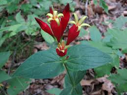 Image result for Loganiaceae