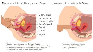 Try applying both clitoral and internal stimulation in the same time, while keeping your focus inside. G Spot Wikiwand