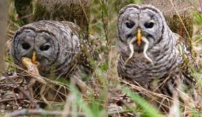 Kami mengundang anda untuk berkenalan dengan perwakilan dunia hewan ini. Habitat Dan Makanan Burung Hantu Barred