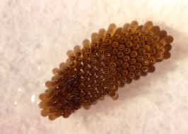 Comment Tuer Les Larves De Moustiques Dans Une Piscine Piscine Advisor