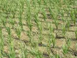 Image result for मृदा संवर्धन