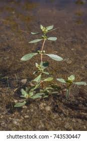 Image result for Bergia