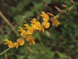 Image result for Rhynchosia elegans