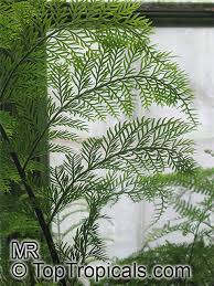 Image result for Asplenium smedsii