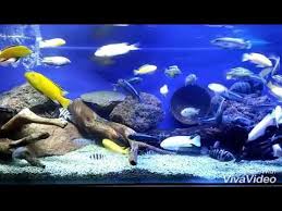 Maybe you would like to learn more about one of these? Cantiknya Ikan Cichlid Di Aquarium Youtube