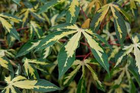 Image result for Manihot esculenta