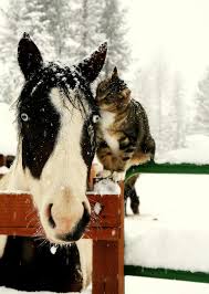 Spending Your Snow Time With A Friend Is Even Better Animals Animals Beautiful Funny Animal Pictures