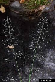 Image result for Eragrostis inamoena