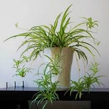 We did not find results for: Phnom Penh Bracketplant Pokok Gantung Hiasan Taman Lidah Ayam Shopee Malaysia