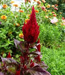 Image result for Celosia argentea
