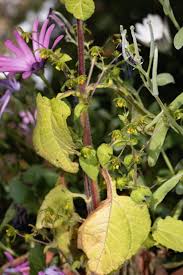 Image result for Sigesbeckia orientalis