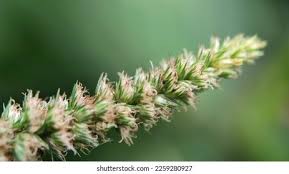 Image result for Setaria sphacelata