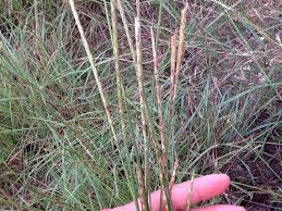 Image result for Elionurus tripsacoides