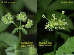 Image result for Sanicula elata