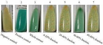 It was developed by lowenstein who incorporated congo red and malachite. The Colony Growth Of M Tuberculosis On Lowenstein Jensen Medium Download Scientific Diagram