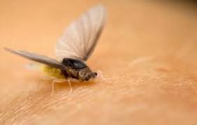 To get rid of them you need to find the source, then clean it up. 8 Natural Ways To Get Rid Of Drain Flies Completely Pest Wiki