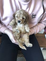 Explore lucky3110's photos on flickr. Pin By Car Villa Pra On Mini Golden Doodles Cute Baby Animals Cat Drooling Cute Animals