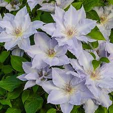 Compact growers for patio and garden. Tranquilite Clematis Shop Clematis For Containers Spring Hill Nurseries