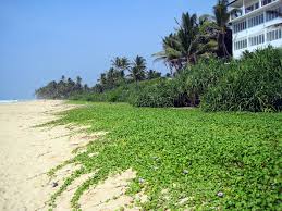 Find traveler reviews and candid photos of dining near haus am meer wilde ananas in koggala, southern province. Sri Lanka
