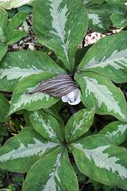 Image result for Rytigynia acuminatissima