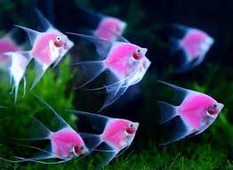 Biasanya ikan petrochromis jantan yang memiliki warna merah lebih cerah, sedangkan yang betina warnanya kusam dengan bagian kepala atas, pipi dan perut berwarna oranye. Macam Macam Ikan Hias Air Tawar Ukuran Kecil Berbagai Ukuran
