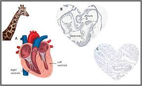The number of heart chambers, atrium and ventricles, mitigates the amount of mixing of oxygenated and deoxygenated blood in the heart as more fish don't require a four chambered heart, since they don't need to have fully oxygenated blood reach a bunch of fingers, toes, and a more complex brain. Hearts And The Heartless In The Animal Kingdom Frontiers For Young Minds