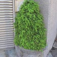 門口的鐵線蕨綠牆山 plants growing
