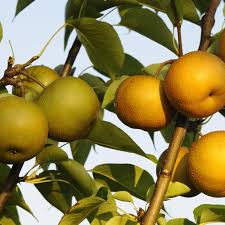 We did not find results for: 2 In 1 Asian Pear Tree Gurney S Seed Nursery Co