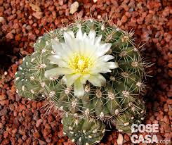 Cespuglio a forma di palla blu porpora isolato su fondo bianco. Fiori Di Cactus Elenco Specie Piante Foto E Descrizioni Cose Di Casa