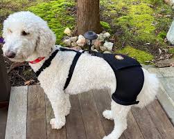 The ortho dog hip brace is designed for dogs who suffer from arthritis or mild to moderate hip dysplasia. Dog Hip Brace For Dysplasia And Arthritis Ortho Dog Hip Hound