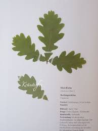 Maybe you would like to learn more about one of these? Krauterfee Herbarium Vorlage Stiel Eiche Quercus Robur L