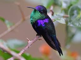 Free hummingbird wallpapers and hummingbird backgrounds for your computer desktop. How To Identify Hummingbirds