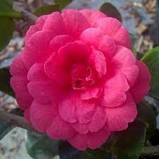 Camellia Rosedale S Beauty Camellia Flowers Evergreen Shrubs