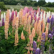 Le Lupin On L Admire Dans Nos Jardins Avec Ses Fleurs En Grappes Pyramidales De Couleur Bleue Blanche Ou Jaune Mais Cette Legumineuse Comme Le Soj