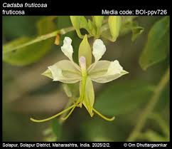 Image result for Cadaba